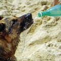 Veterinar: Kako sprečiti toplotni udar kod pasa