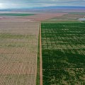 Kina posadila 66 milijardi stabala i zaustavila pustinju: Afrika pokušala isto i doživela potpunu katastrofu
