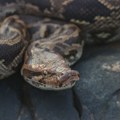 Prvi put u svetu: Piton izlečen od raka inovativnom terapijom za ljude