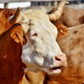 Tragedija u selu Drežnica – stado volova usmrtilo svog vlasnika