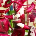 Meksiko: Festival na kojem se prodaju najvrednije rotkvice na svetu