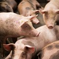 Nova ekološka pravila i za farme svinja i živine