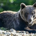 Ograde za najugroženija domaćinstva: Pokrenut projekat sprečavanja štete od mrkih medveda