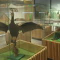 Nekada stara seoska škola, a sada Prirodnjački muzej u srcu Kablara: Ovde izložena i najbrža ptica na svetu