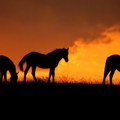 Prizor kao iz bajke: Nestvarna fotografija zabeležena na Zlatiboru! Konji u "senci" plamena ili Sunca?