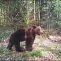 "Zastao je, podigao glavu i spazio čoveka" Grupa ljudi našla se na Tari oči u oči sa opasnom zveri, ono što se nakon toga…