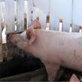 Obezbeđeno 250.000 litara dezinfekcionih sredstava za suzbijanje bolesti životinja