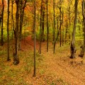 Otvoreno prvenstvo Fruške gore u planinskom trčanju 8. novembra na Glavici - od ove godine i trke za decu