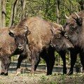 Bizoni i deo Jelena vraćeni u uzgajilišta : Nevreme ostavilo posledice i u Nacionalnom parku Fruška gora