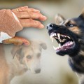 Nemački ovčar devojčicu izujedao po licu, drugoj malinoa rasporio stomak! Zašto i naizgled umiljati pas brutalno napada…