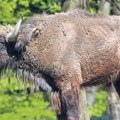 Bizon uginuo zbog povrede grudnog koša