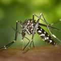 SZO: Broj zaraženih denga groznicom za dve decenije povećan deset puta