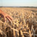 Kolekcija pšenice od pre jednog veka može pomoći da ne gladujemo zbog klimatskih promena