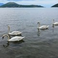 Labudovi u moru kod igala: Sklad lepote, elegancije i mira
