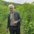 Otkupna cena vraća nadu u „crveno zlato”, malinari iz Polimske doline spremni za berbu