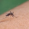 Virus Zapadnog Nila: Kako nam komarci donose tropske viruse?