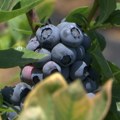 Zašto je jedna stjuardesa avion zamenila plantažom borovnica kod Batočine