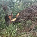 Ogromno drvo palo na Velikom ratnom ostrvu i preseklo pešačku stazu