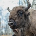 Bizon koji je pobegao iz NP "Fruška gora" pronađen i vraćen u ograđeni deo