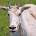 Odbegla koza napravila haos na putu Isprepadala je vozače, niko nije mogao da je uhvati - evo čega su se dosetile lokalne…