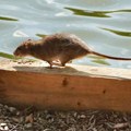 Šta je andski soj hantavirusa