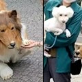 Japanac koji je „postao“ pas razočaran, nijedan pravi pas neće da se druži sa njim