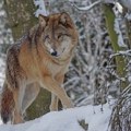 Zašto je zaštita vukova postala političko pitanje u Evropi?