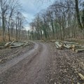 FOTO: Posečeno stotinak stabala na Fruškoj gori, OŠFG tvrdi da je seča bespravna