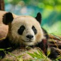 Panda iz zoološkog vrta u Berlinu očekuje blizance