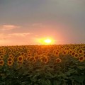 Na Produktnoj berzi počela trgovina novim rodom suncokreta
