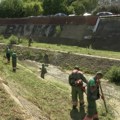 Kragujevac dao sedam miliona za uništavanje ambrozije