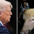 Najpoznatiji bivol na svetu pošteđen smrti: Donald Tramp preživeo ovaj Kurban-bajram