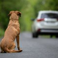 Zašto sve više ljudi napušta kućne ljubimce? U Evropi za ovo sleduje zatvor, a evo šta čeka nesavesne vlasnike u Srbiji
