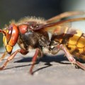 Dva ogromna gnezda stršljena na tavanu ove kuće u Srbiji živelo čak 2.000 opasnih insekata istovremeno, ovako nešto se viđa…