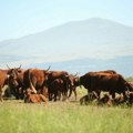 Ove krave nikada nisu ušle u štalu, a donose lepu zaradu: I leti i zimi više od 150 goveda boravi na pašnjacima, o njima…