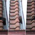 Nesvakidašnja scena u Obrenovcu: Beograđanin fotografisao životinju na krovu, mnogi nisu znali o čemu se radi (video)