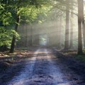 Misterija nage žene pored puta: Glava obrijana, ruke i noge vezane, nađena mrtva 8 godina nakon nestanka