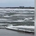 Spašena keruša koja ima sedam štenaca: Životinja plutala na santi leda, a onda su dobri ljudi krenuli u akciju (video)
