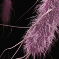 Smrt ešerihije koli: Naučnici prvi put snimili kako antibiotik uništava bakteriju