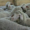 Strah od zaboravljene pošasti: U okolini Raške pojačana veterinarska kontrola posle pojave boginja ovaca i koza
