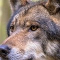 Vuk napao i teško povredio dete u zoo-vrtu u Nemačkoj