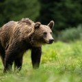 U Španiji zasađene plantaže voća za medvede da ne bi prilazili gradovima