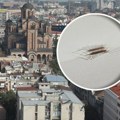 Srbin zatekao jezivog insekta u stanu, pa dobio neobičan savet: "Ovo ti šeta po sobi, ne ubijaj"