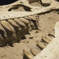 Fosili nove vrste dinosaurusa otkriveni sa krokodilskom kosti u čeljustima