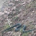"Uzela šerpu, a u njoj zmija" Čačanin otkrio šta je jedini spas od opasnih gmizavaca