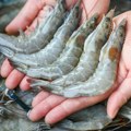 (FOTO) Ribari ulovili najveću kozicu ikad viđenu u Jadranu