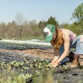 Sve više mladih u Srbiji živi od poljoprivrede: Evo šta sve možete da dobijete od države ako želite ovim da se bavite sve…