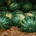 Tri saveta kako prepoznati sočnu lubenicu bez kucanja
