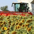 Paori čekaju, ministarstvo najavljuje: Cena suncokreta biće poznata u roku od mesec dana
