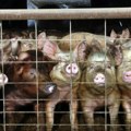 Sa švercovanim svinjama stigla i afrička kuga: U Semberiji zvanično potvrđen opasni virus